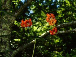 Turk's Cap Lilies 7-8-2018, BRP, NC 3 resized.JPG