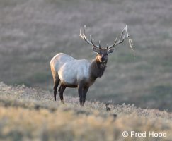 Point Reyes NS 1560.jpg