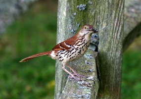 5D3_0513 picasa crop - Copy.JPG