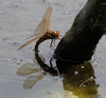 dragonfly_3Q7A5423-DxO_dragonfly_yellowstripesreflection.jpg