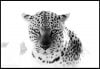 Leopard in the Light.jpg