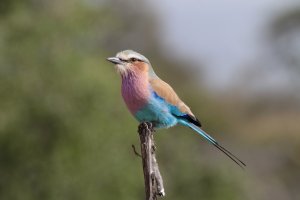 Lilac-breasted roller.jpg
