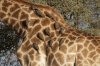 Giraffe peckers.jpg