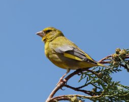 Greenfinch_3Q7A5594.jpg