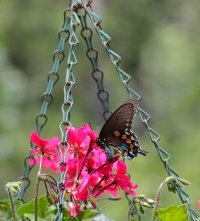 s-5122 butterfly.JPG