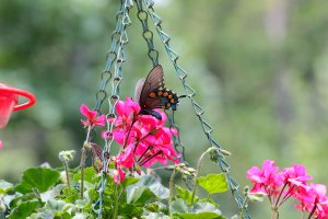 s-5123 butterfly.JPG