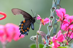 s-5131 butterfly.JPG