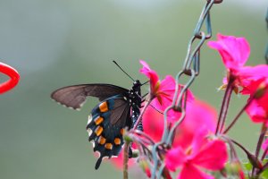 s-5136 butterfly.JPG