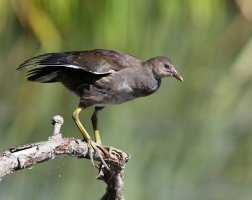 juvenileMoorhen_3Q7A5513-DxO_small.jpg