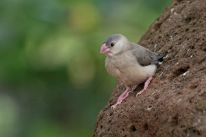 Padda oryzivora - Java Sparrow 2 juvenile.jpg