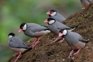 Padda oryzivora - Java Sparrow 3.jpg