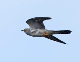 cuckoo_flying_2B4A9448-DxO_best.jpg