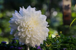 s-1996 dahlia.JPG