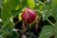 Passiflora foetida  - bush passion fruit 4.jpg