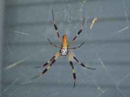 Spider resized.JPG