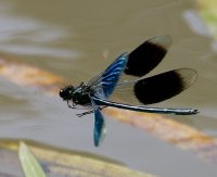 bandeddemoiselle_inflight_3Q7A6170-DxO_VG.jpg