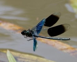 bandeddemoiselle_inflight_3Q7A6170-DxO_VG.jpg