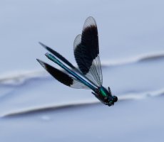 bandeddemoiselle_inflight_3Q7A6208-DxO_VVG.jpg