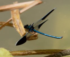 bandeddemoiselle_inflight_3Q7A6280-DxO_VVG.jpg