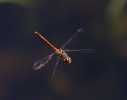 commondarter_flying_3Q7A5877-DxO_darter_flying.jpg