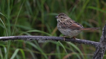 Song sparrow_36312.JPG