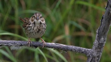 Song sparrow_36315.JPG
