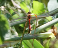ruddydarter_mating_3Q7A4283-DxO_ruddydarter_pair.jpg