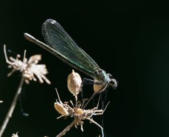 Banded_demoiselle_female_2B4A0633-DxO_damselfly.jpg