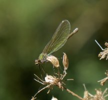Banded_demoiselle_female_IMG_5070-DxO_.jpg