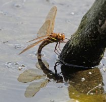 Brownhawker_3Q7A5423-DxO_dragonfly_ovipositing_best.jpg