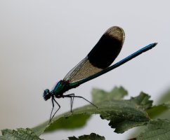 bandeddemoiselle_3Q7A6256-DxO_CR.jpg
