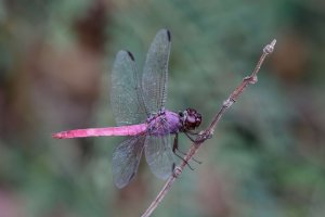 Orthemis ferruginea - Roseate Skimmer 2 male.jpg