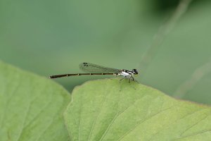 Ischnura posita 1.jpg