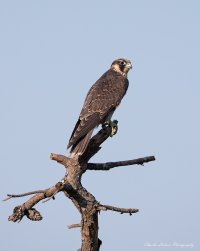 Parker River Round 6 Erica Aug 5th Kestrel  Bird 2 2048 2x3 (1 of 1) med.jpg
