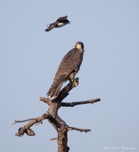 Parker River Round 6 Erica Aug 5th Kestrel  Bird 3 2048 2x3 (1 of 1) med.jpg