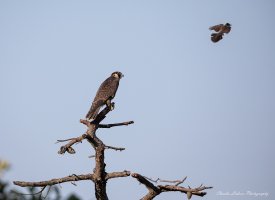 Parker River Round 6 Erica Aug 5th Kestrel  Bird 2048 2x3 (1 of 1) med.jpg