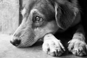 EOS 7D Mark II_2015_10_09_1121resized.jpg