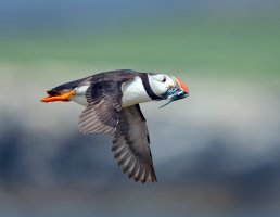 Puffin+Sandeels_2B4A4925-DxO_Puffin+Sandeels-HL.jpg