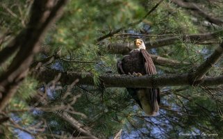 Eagle Wachusett Close Tree 3 2048 16x10 (1 of 1)MED.jpg
