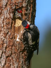 Spechtfütterung 3 klein.jpg