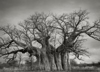 BW photography (tree) (15).jpg