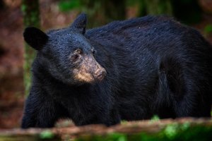 20180811_Bear-Sneaky_04.jpg