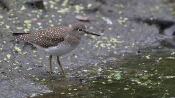 Solitary Sandpiper_36554.JPG