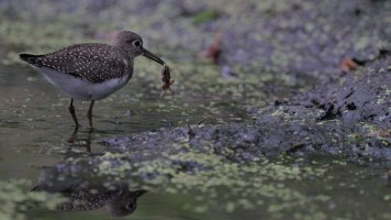 Solitary sandpiper_36638.JPG