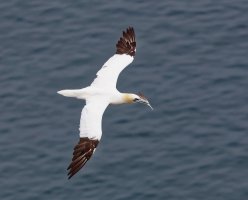 Gannet_flying_Feather_3Q7A6685-DxO_CR.jpg