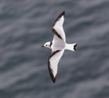 juvenile_kittiwake_flying_3Q7A6915-DxO_CR.jpg