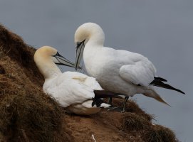 gannet_pair_3Q7A6941-DxO_CR.jpg