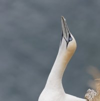 gannet_head_3Q7A6936-DxO_CR.jpg