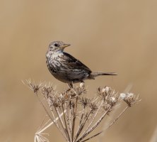 3Q7A7115-DxO_meadow_pipit_560mm.jpg