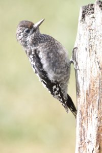 Imm too large for a downy_36669.JPG